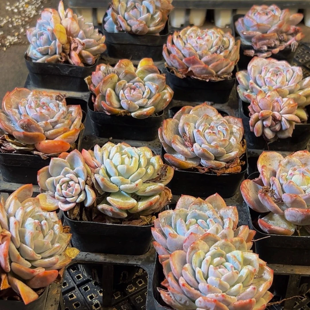 270的人都在用这个词了吗我真的