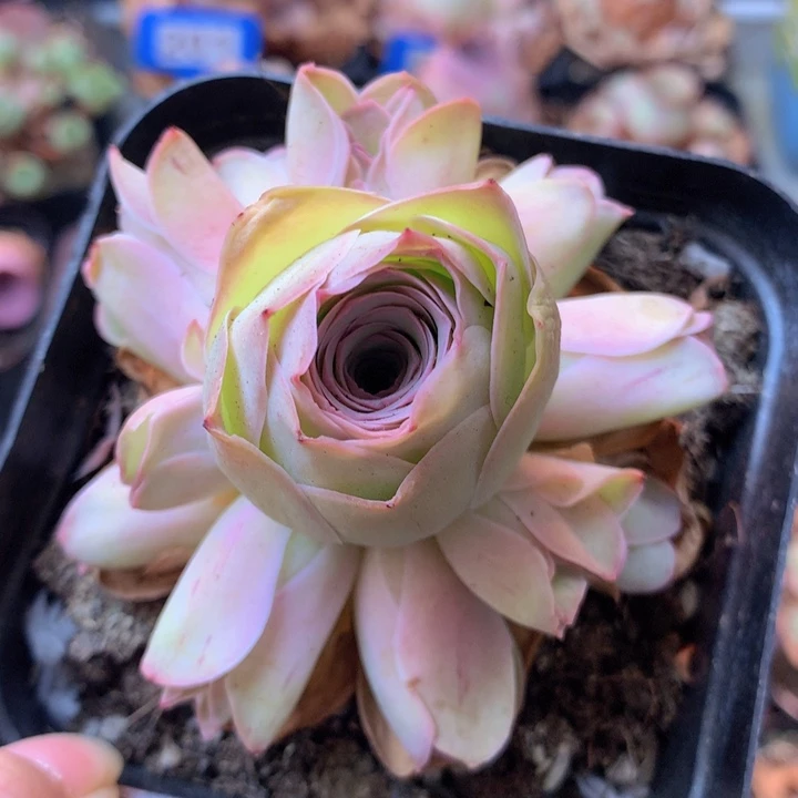 一物一拍星辰福利287