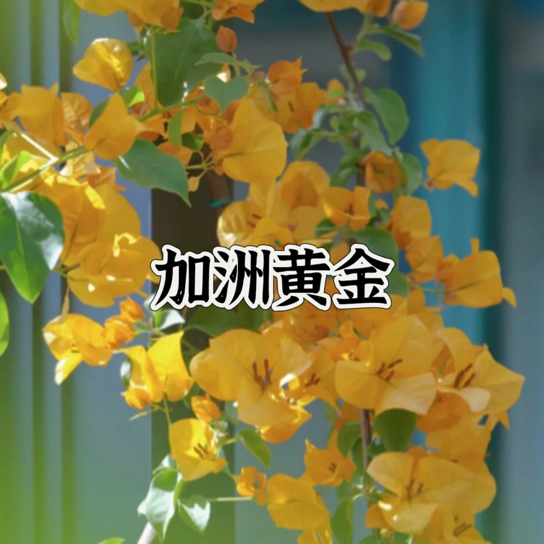 {加洲黄金1苗}三角梅四季勤花庭院阳台可爬藤种植好养新手懒人。
