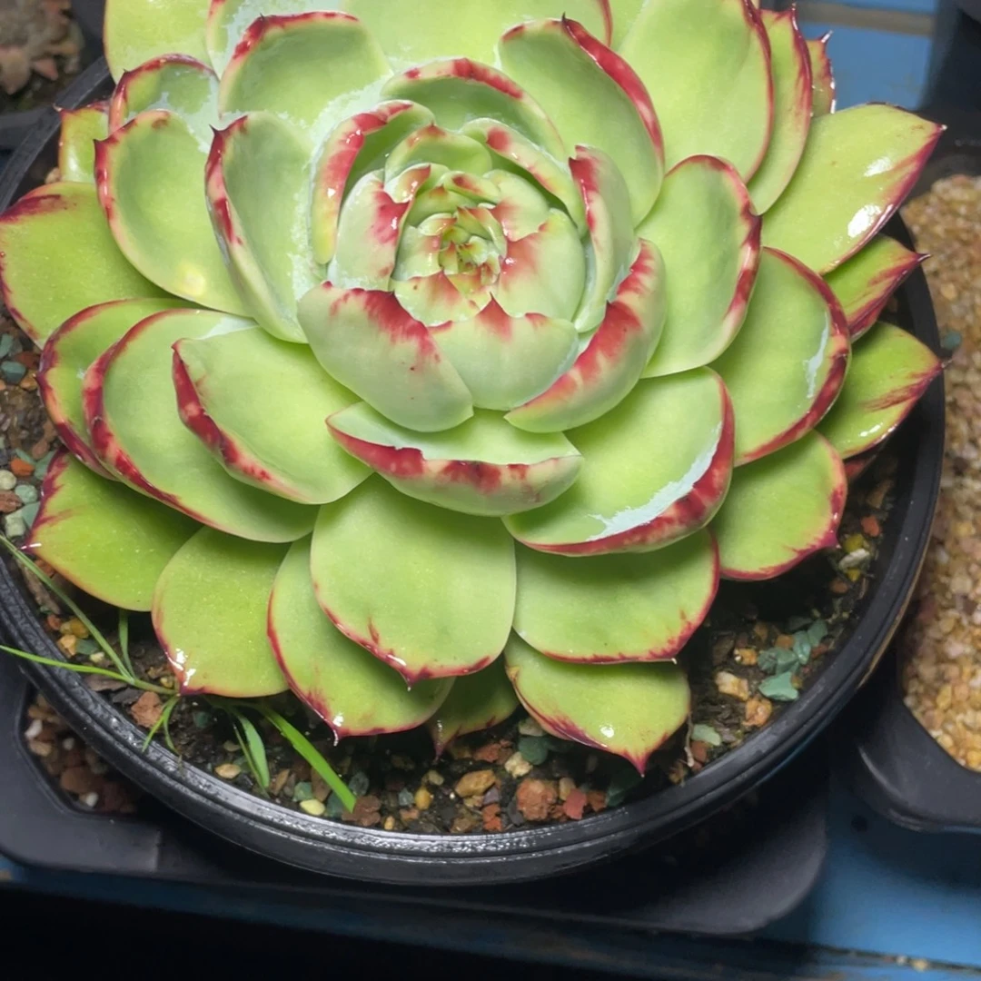 惊鸿仙子冠服18左右