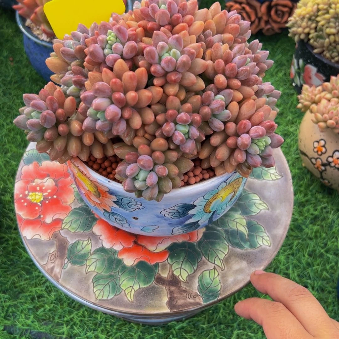 爱***丽手捧花星带露多肉植物