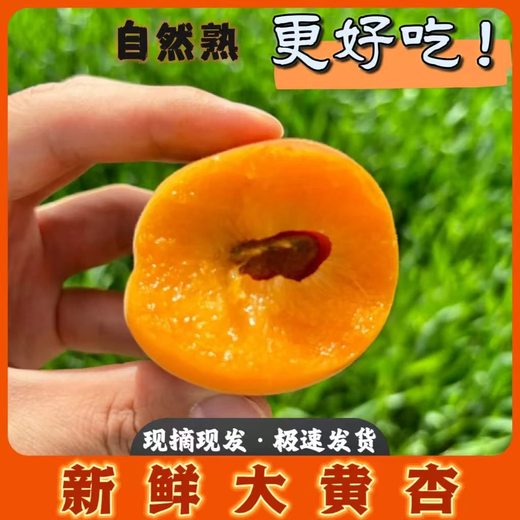 新鲜大黄杏孕妇酸水果杏时令鲜果当季包邮1/2/3斤酸甜