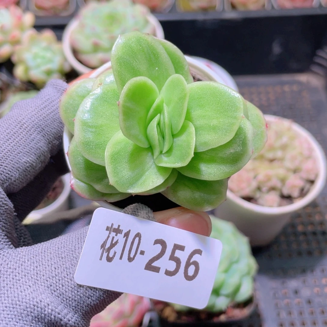 花利美 10-256冰玫瑰锦