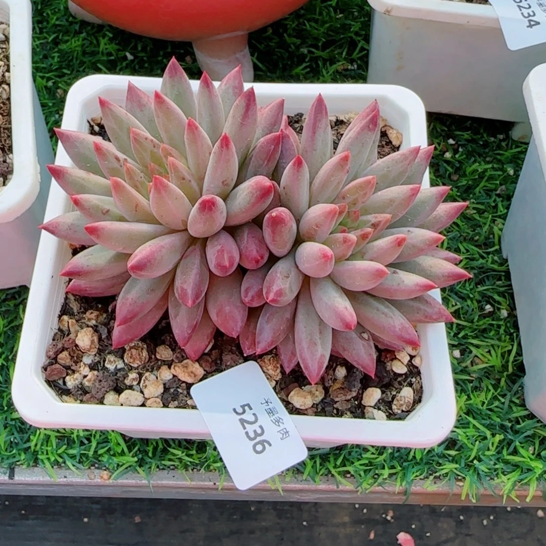 琪***1虞美人，5236多肉植物