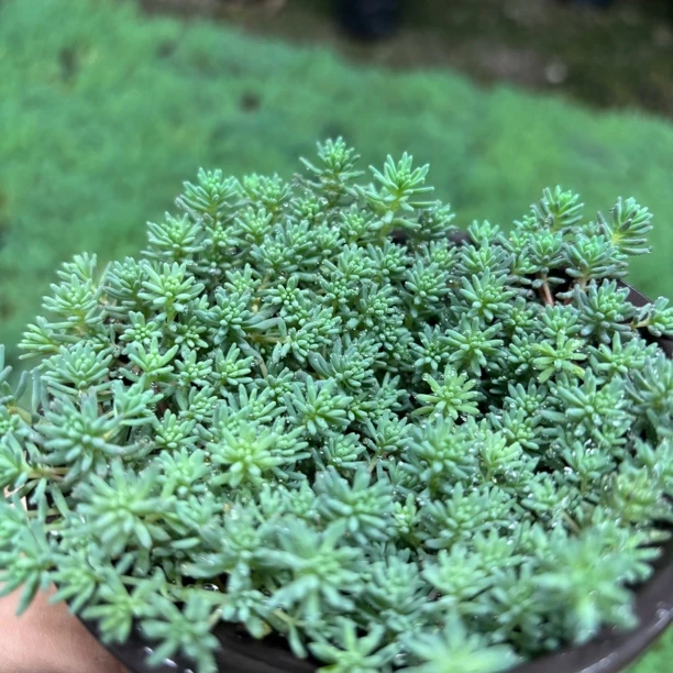【中华景天】110口径单盆（6单包邮）庭院耐热耐寒植物花园地被花境