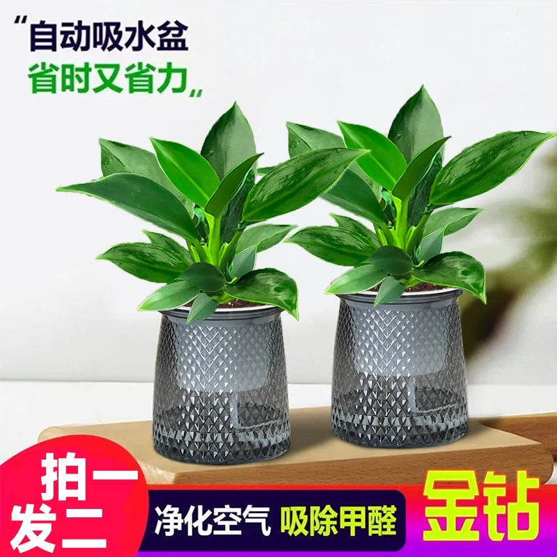 【拍一发二】金钻盆栽室内净化空气美观桌面绿植办公室四季常青