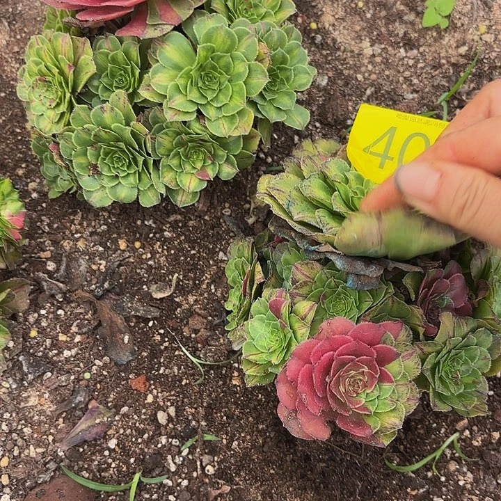 多肉植物福利404个