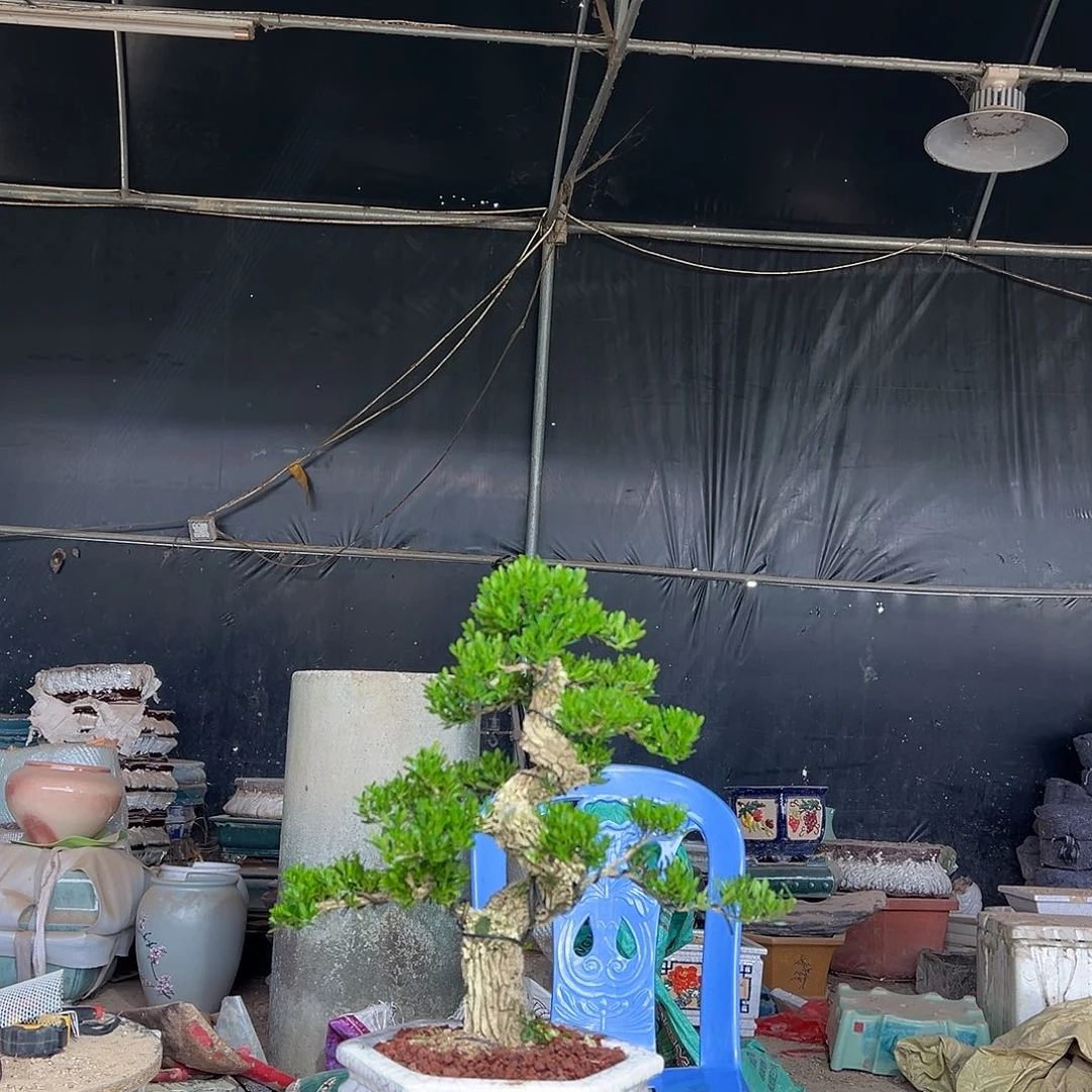 无花朵广东雀舌黄杨盆景