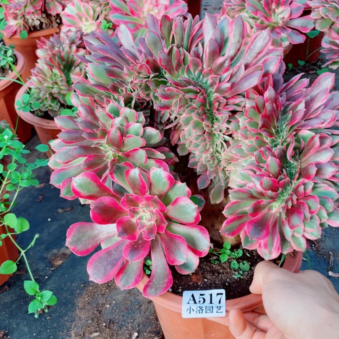 517号粉女郎缀化多肉植物