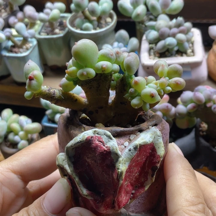 苹果奶缀化福利多肉