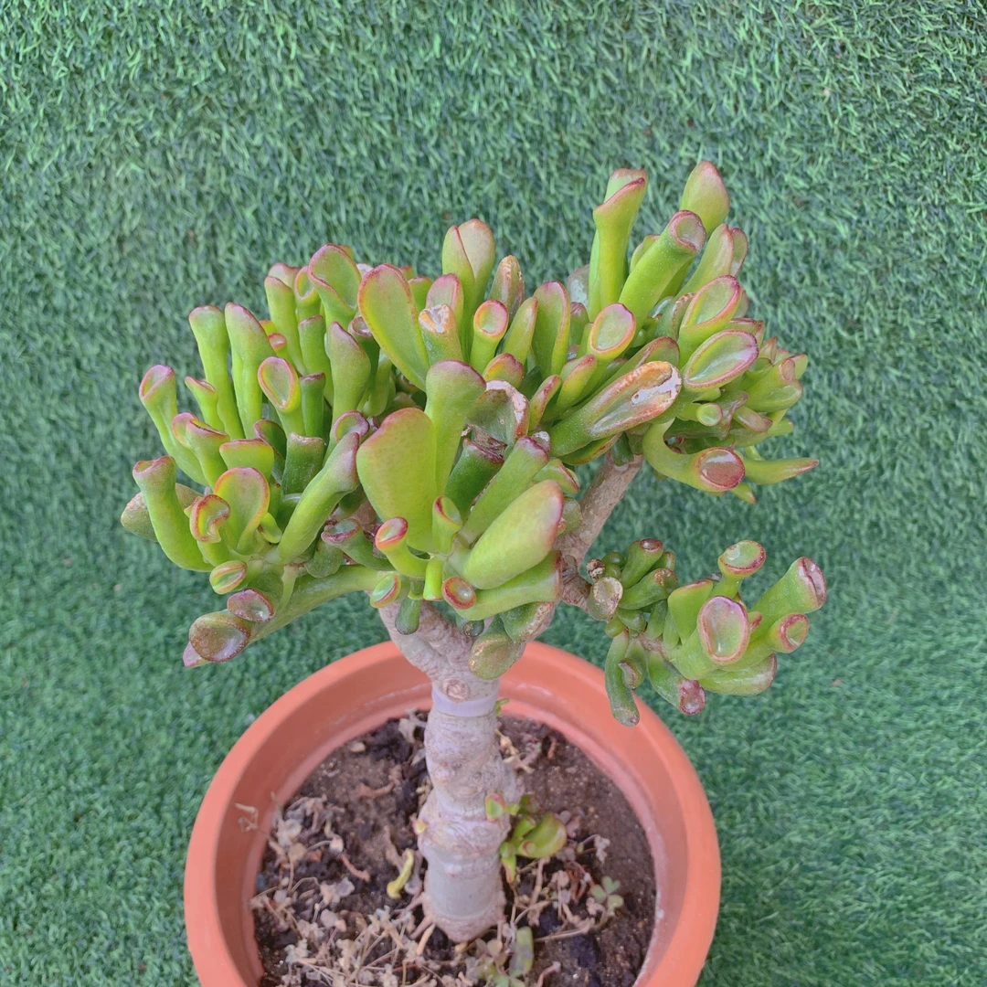 吸财树棒棒糖造型老桩22-40CM【花界草堂】精品多肉一单包邮