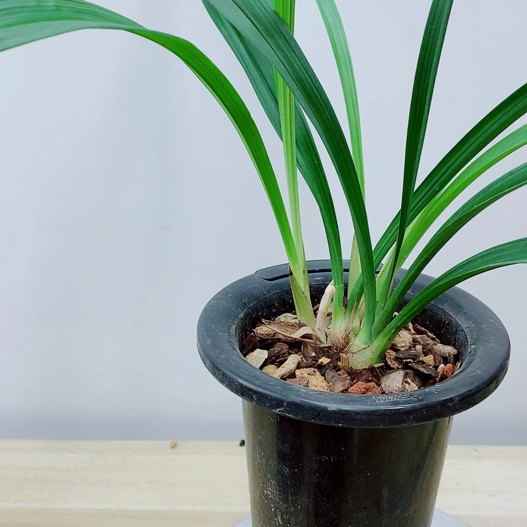 寻***爱当前无花栽培后可以开花红荷