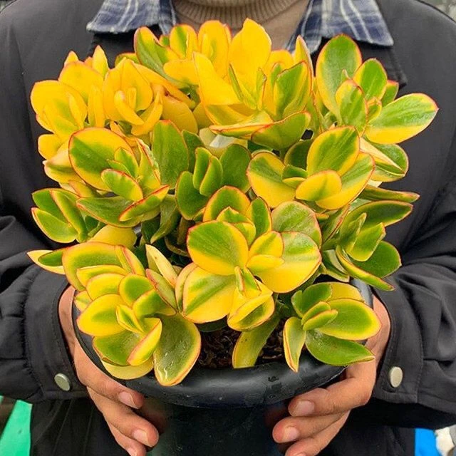 落日之雁多肉植物老桩多头群生室内盆栽净化空气