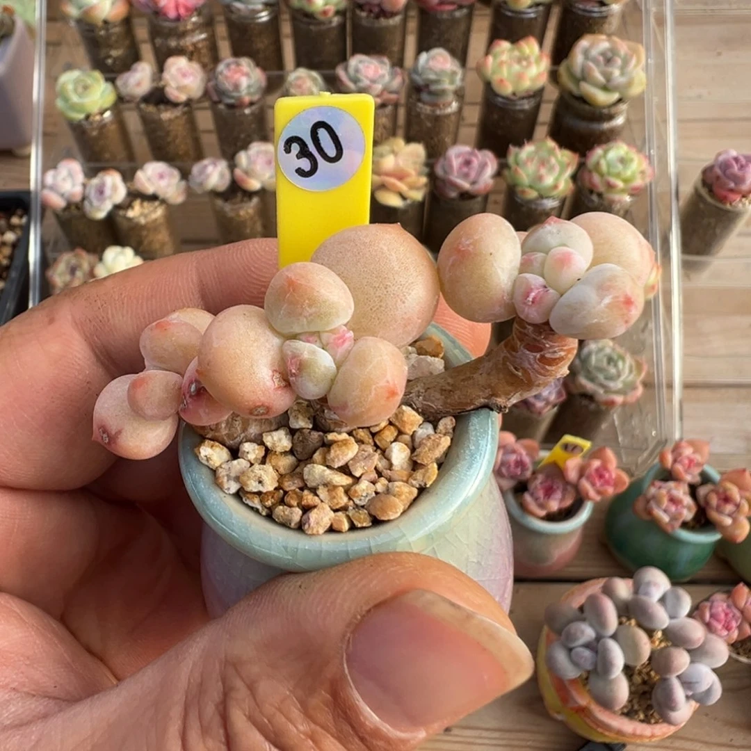 30号香水老桩3头有瑕