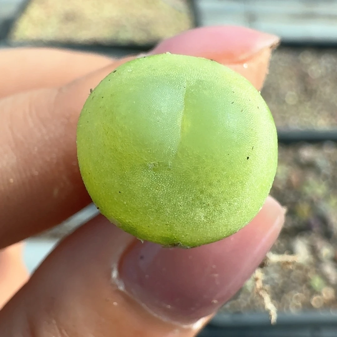 22啦啦尺寸1.5矮胖体