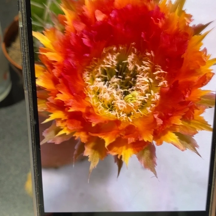 香香橙羽毛侧芽3公分左右
