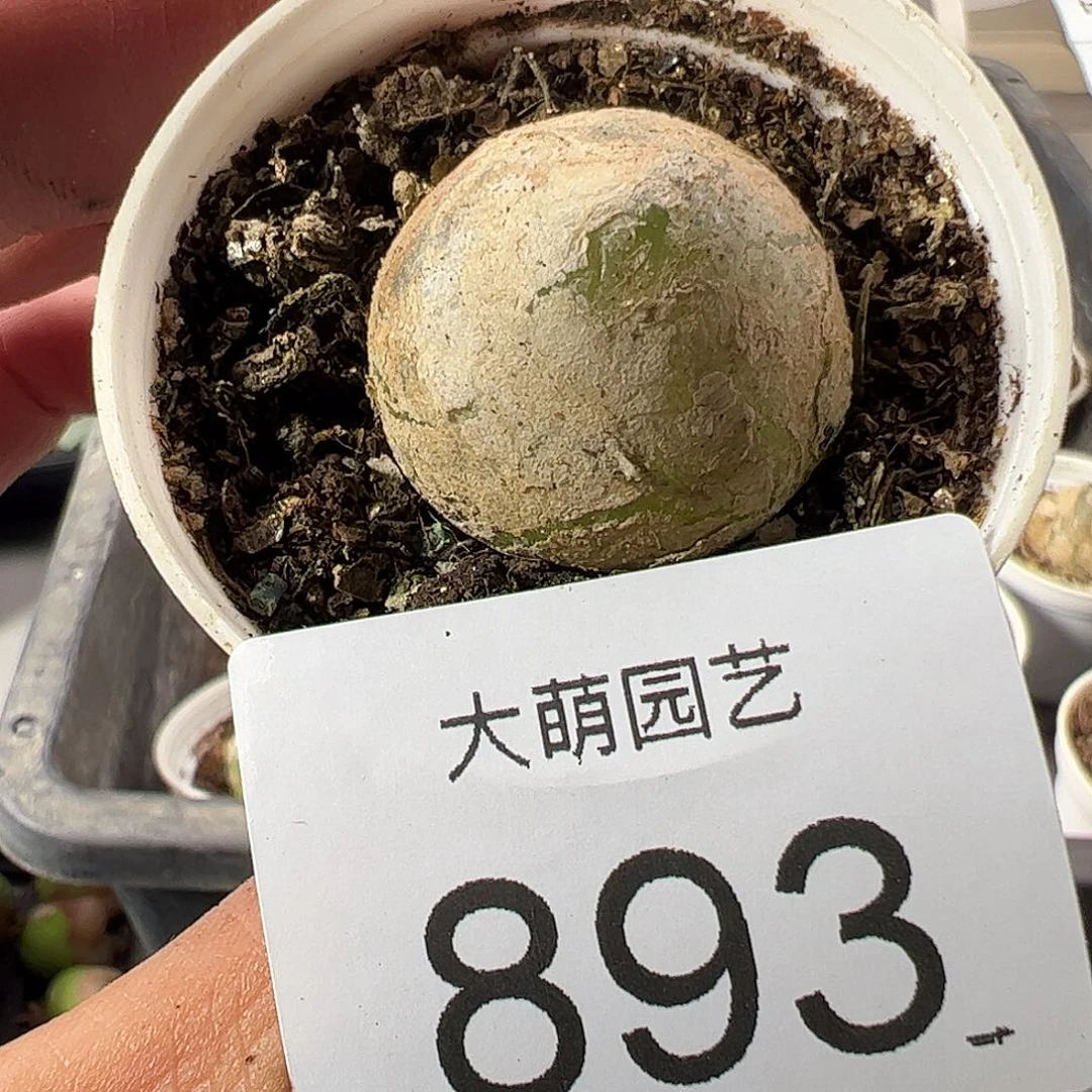 一物一拍带盆土发893