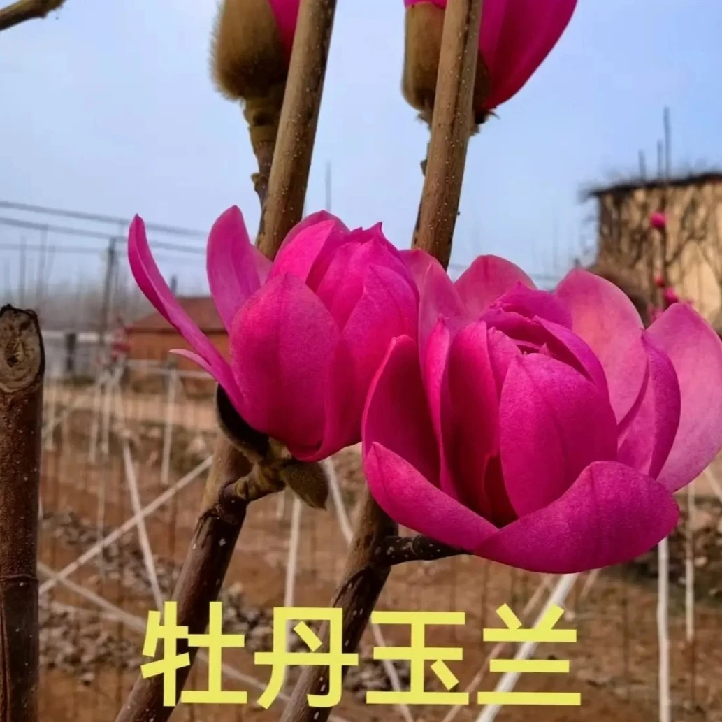 新品种娇红牡丹玉兰