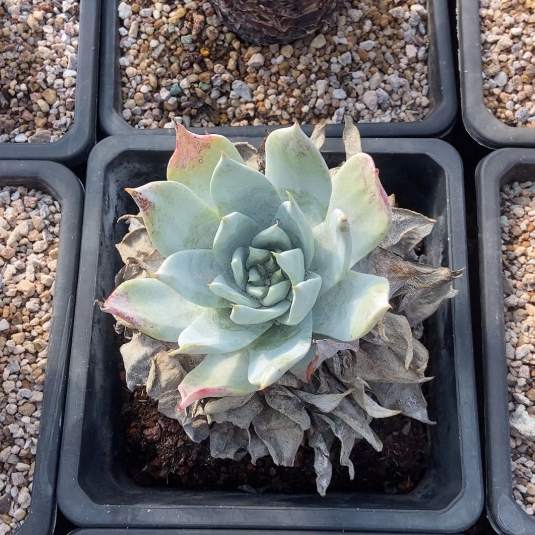 布瑞东尼多肉植物