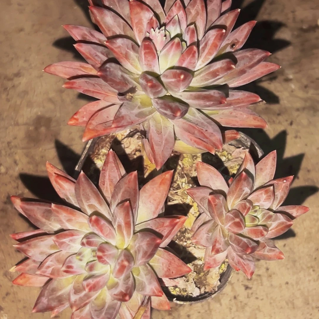 桔云多肉美人精品系列