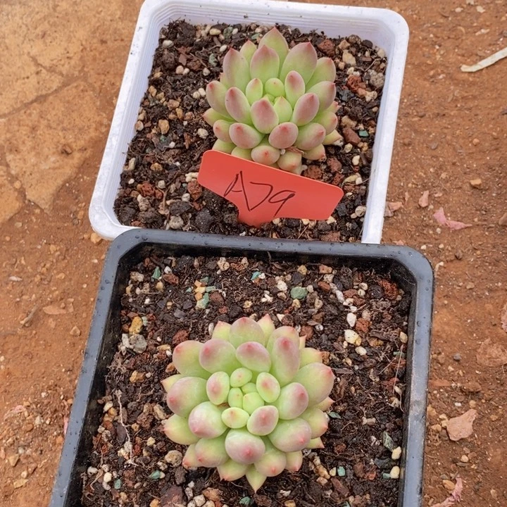 你是怎么对的呀怎么