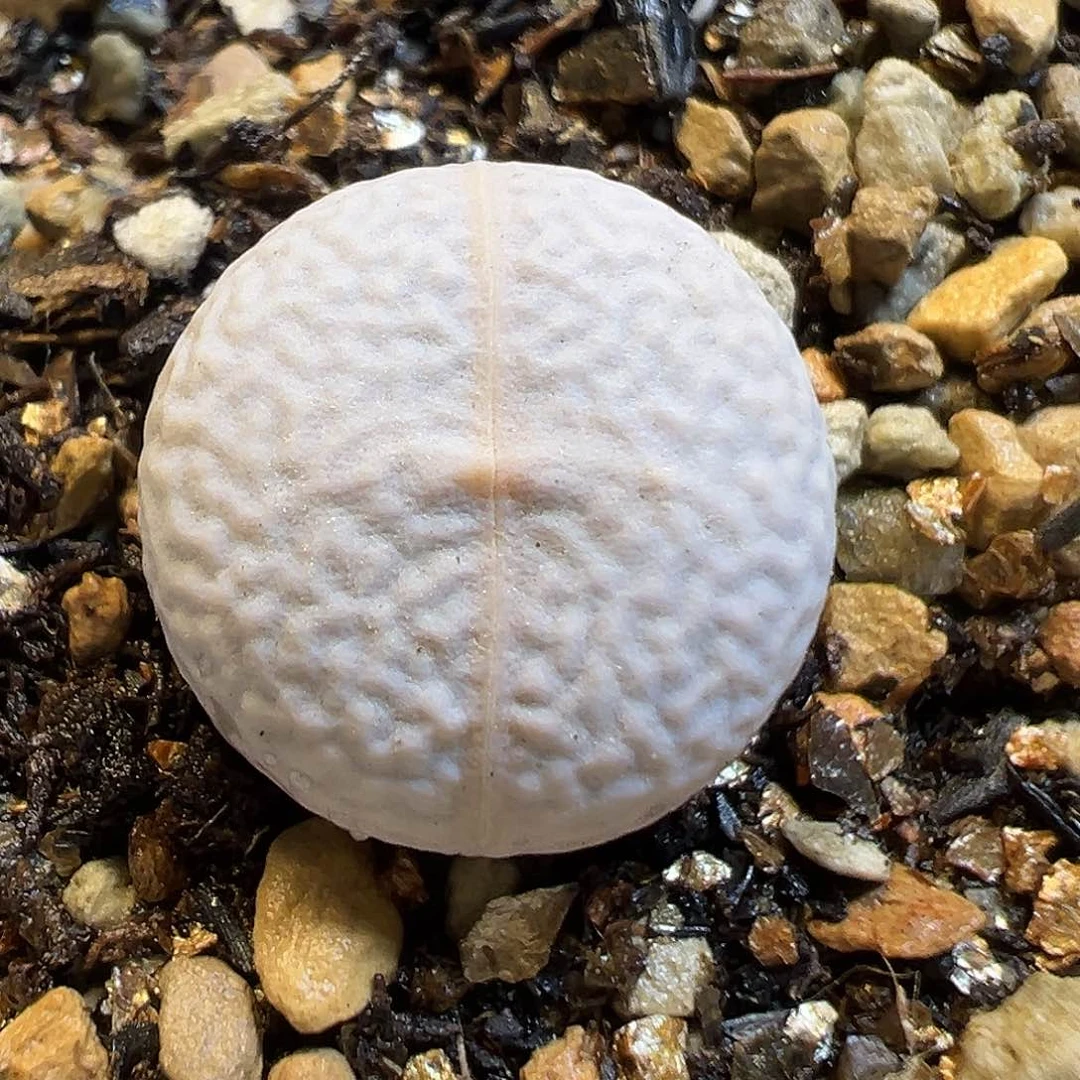 60多肉植物高尔夫