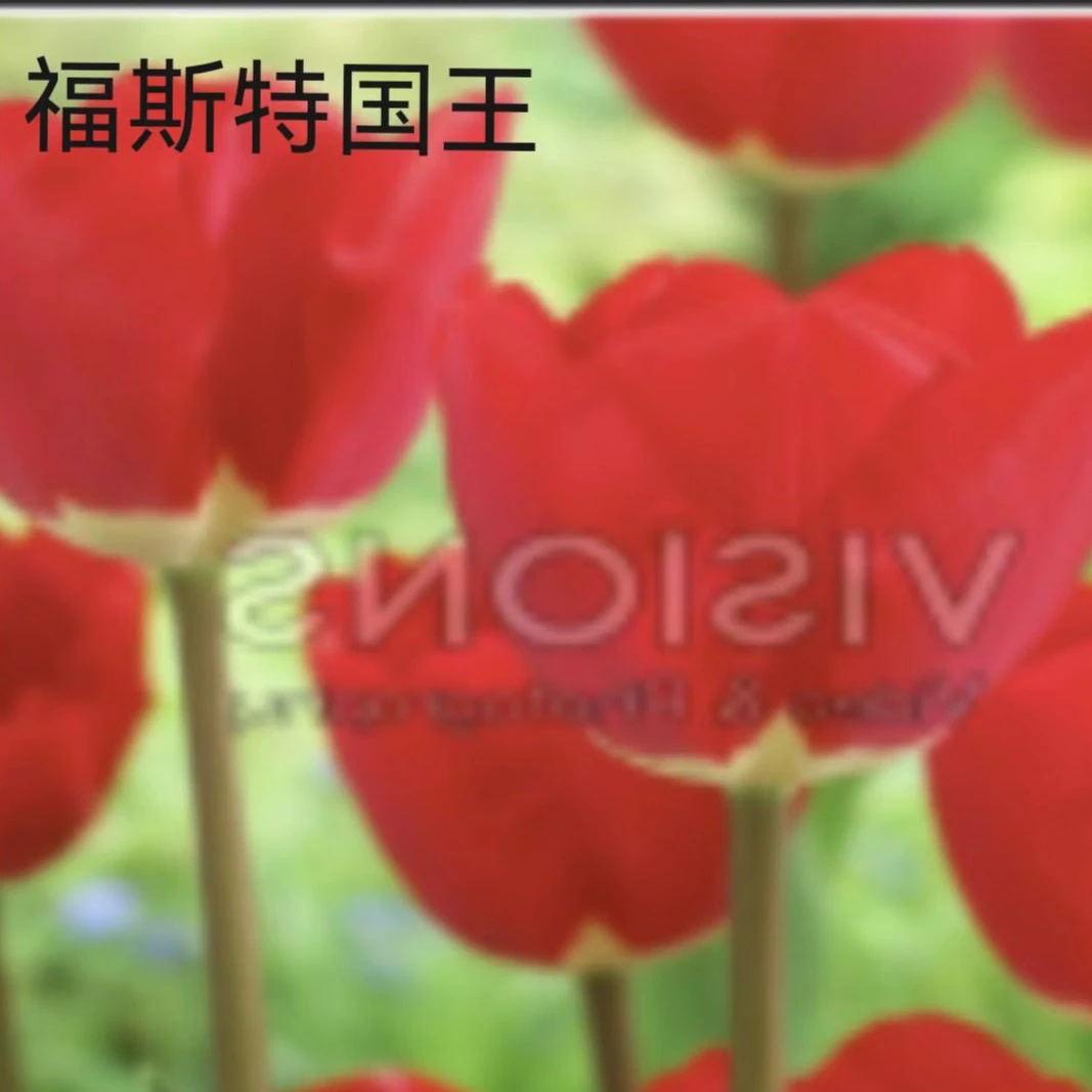 【新疆包邮】郁金香种球（送花盆）可水培可土培耐寒多年生好养