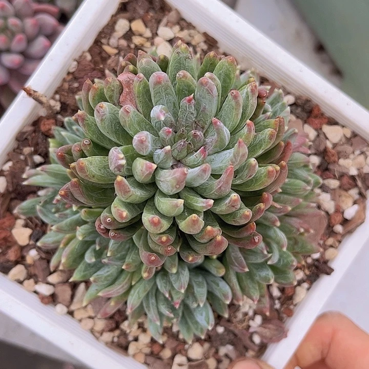 炫彩星3136多肉植物