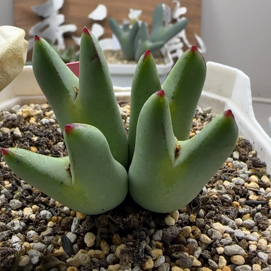 11-9-z02当天满38包邮孤品猪蹄少将脱土