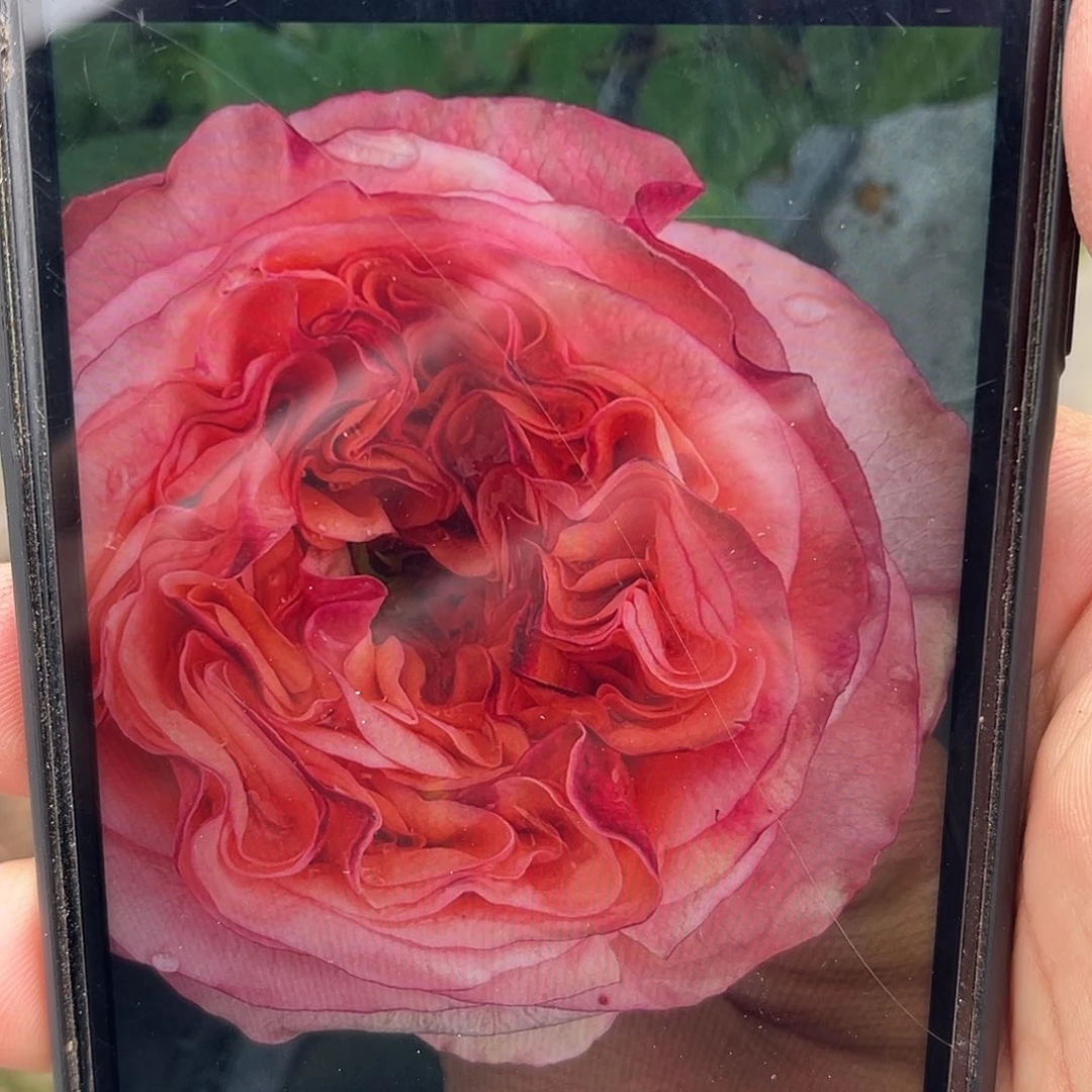 无花朵——-新设计 福利款