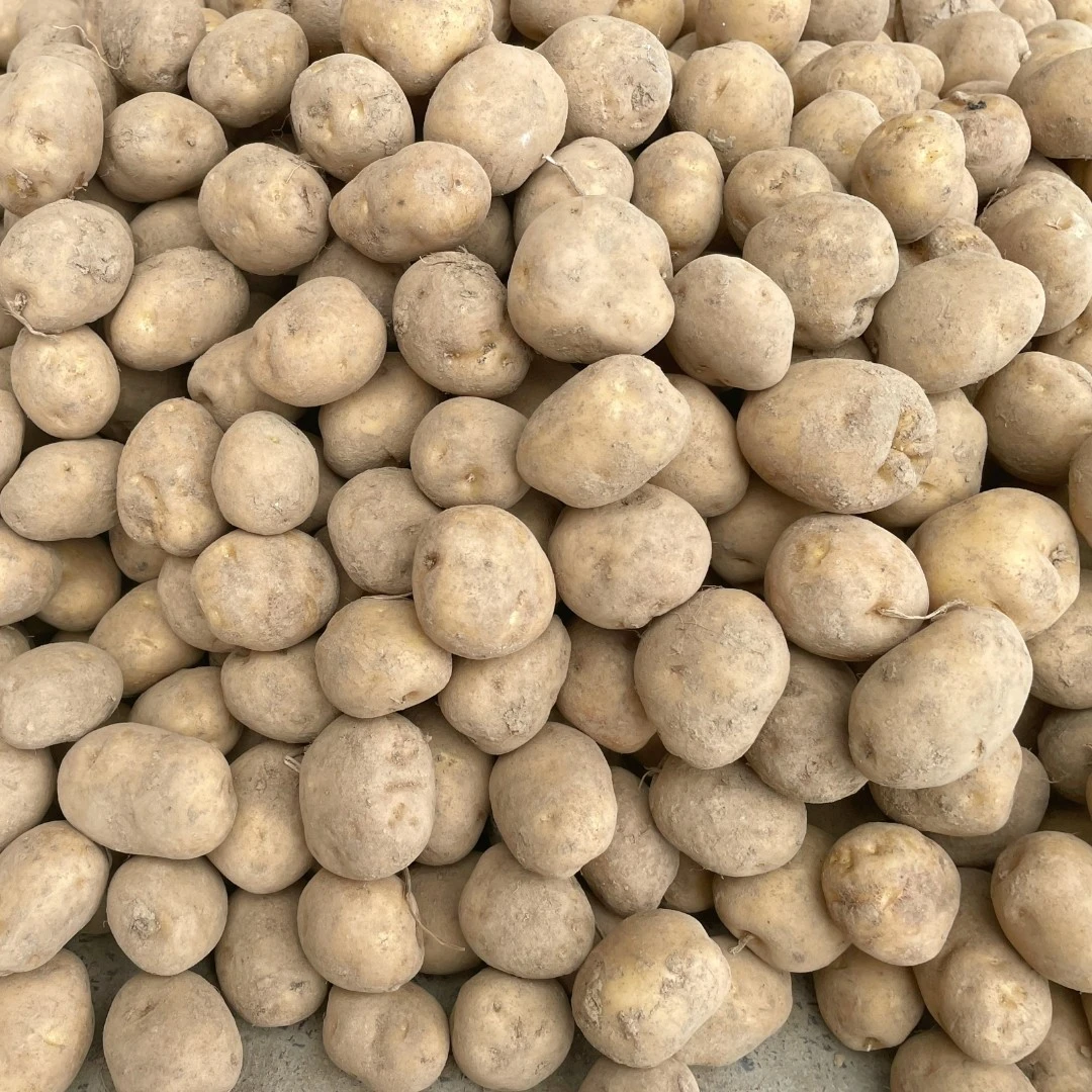 湖北恩施土豆高山老品种土豆粉糯香甜露天种植洋芋马铃薯5斤包邮