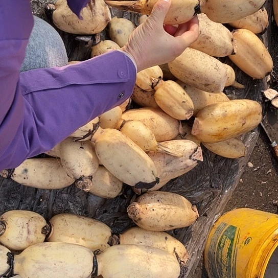 中国大陆农家白心莲藕三斤