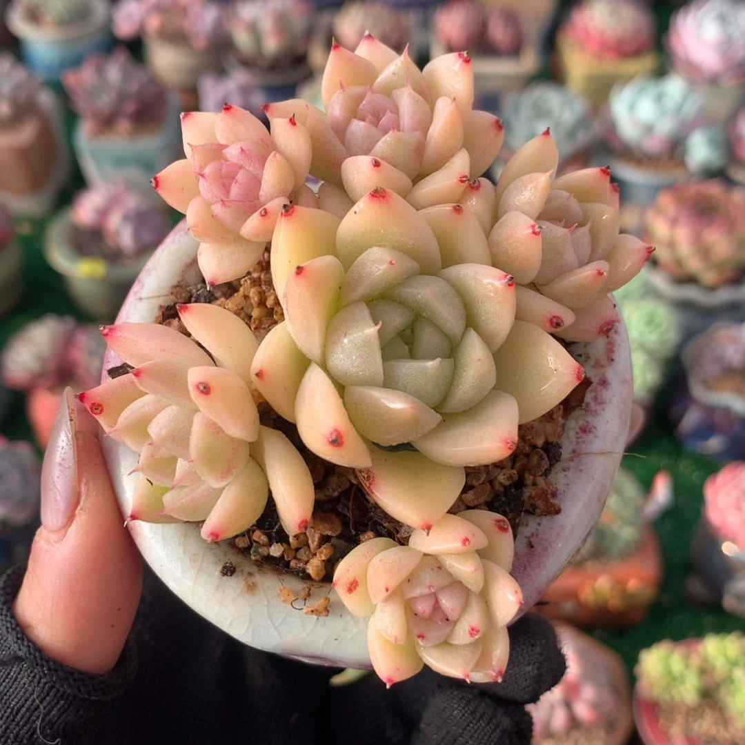 带盆  粉芯麦秆