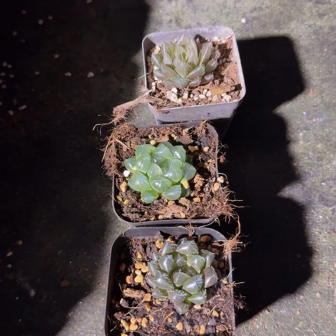 直播福利一物一拍148