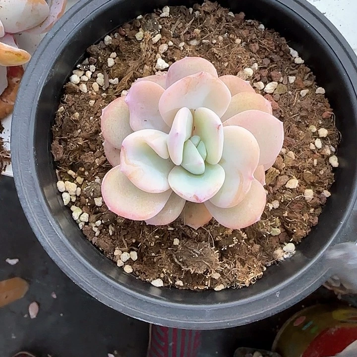 青蛙王子儿童牙膏111