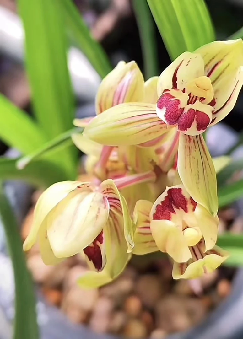 建兰中华锦荷-经典名品