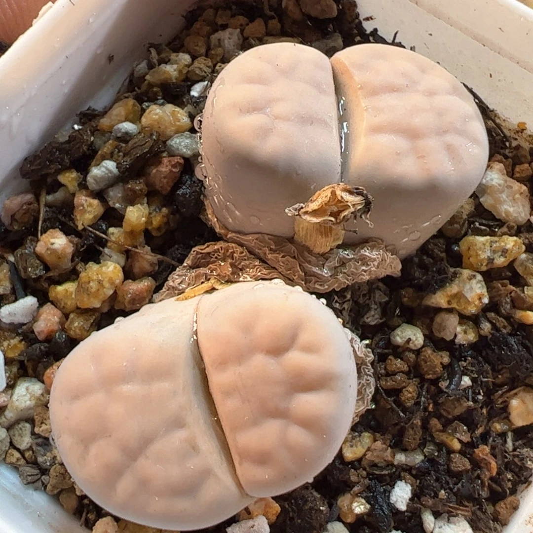 821多肉植物百科