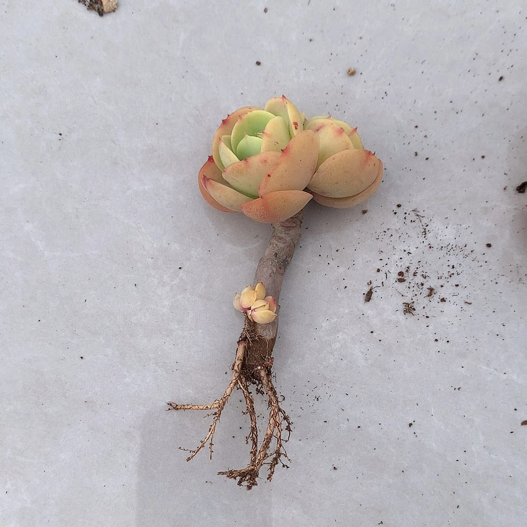 ?****?鸡蛋碧桃多肉植物