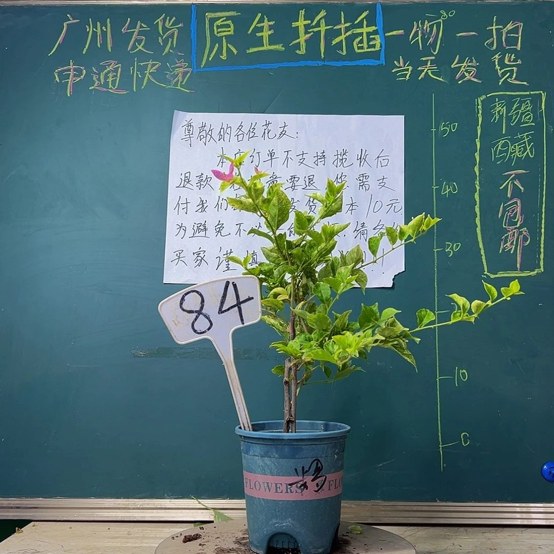 当前无花栽培后可以开花 斑叶米罗 有小瑕 84
