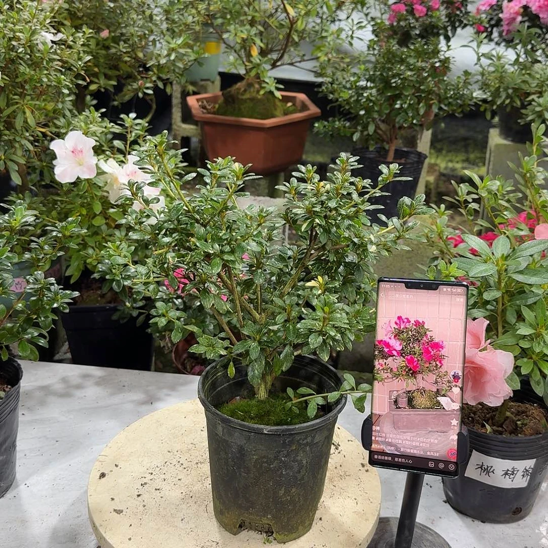 全部花苞班叶红梅杜鹃花