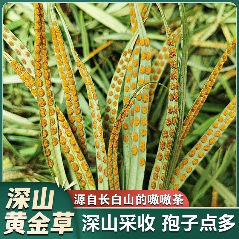 长白山深山小草嗷嗷茶草精选小叶孢子多东北特产深山石草