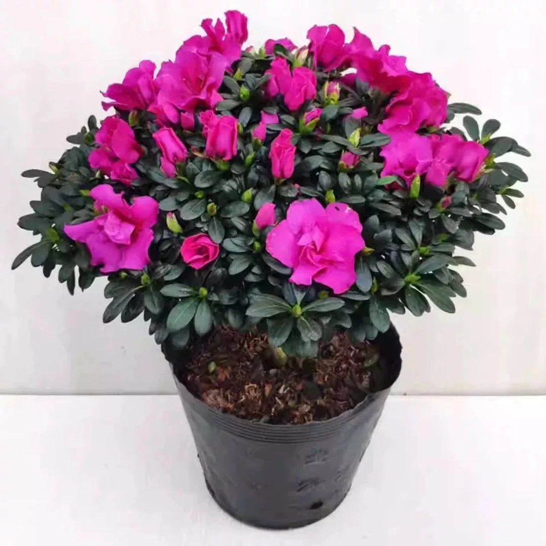 稀少高贵典雅西德一号紫色杜鹃花四季开花不断室内外阳台盆栽