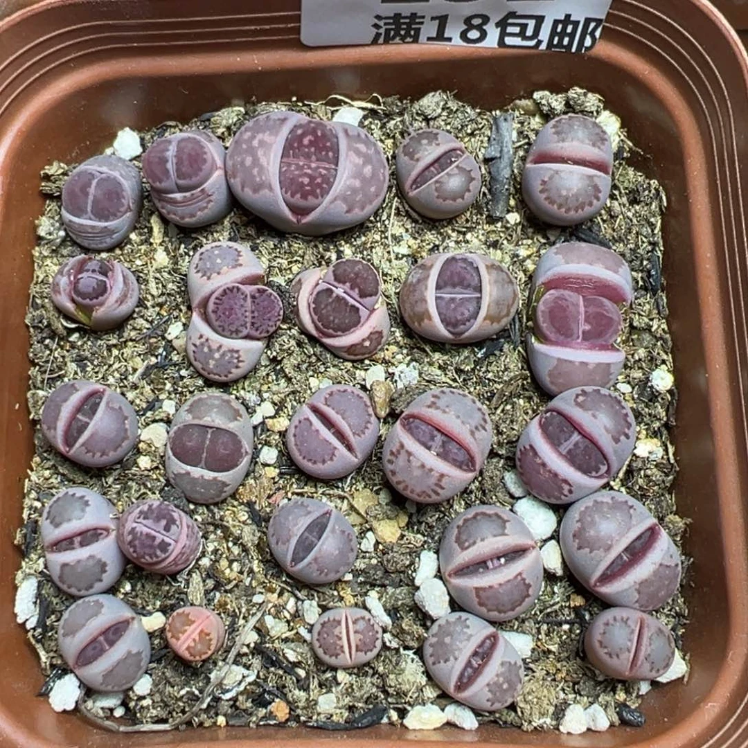 【闪购商品】 151。