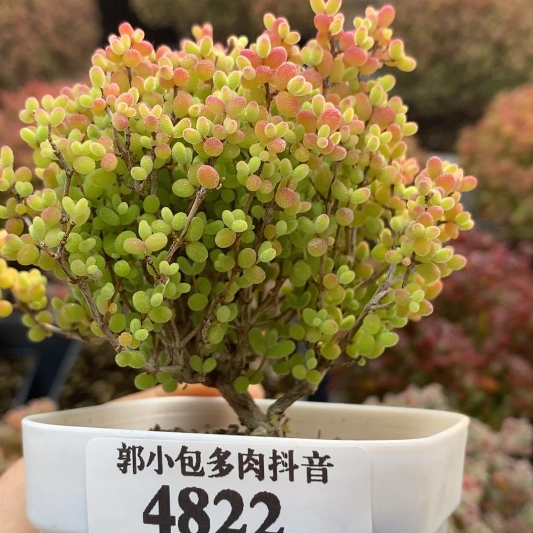 蜜橘糖球4822枝干番杏
