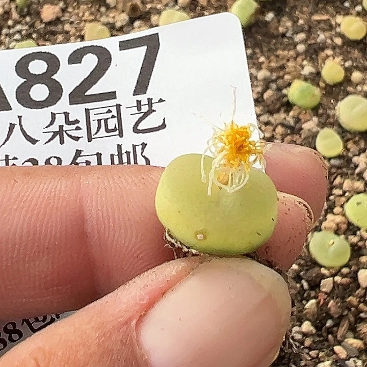 玲***玲无花朵827号拉登111111