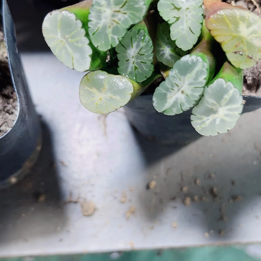 特价紫万象多肉植物66666