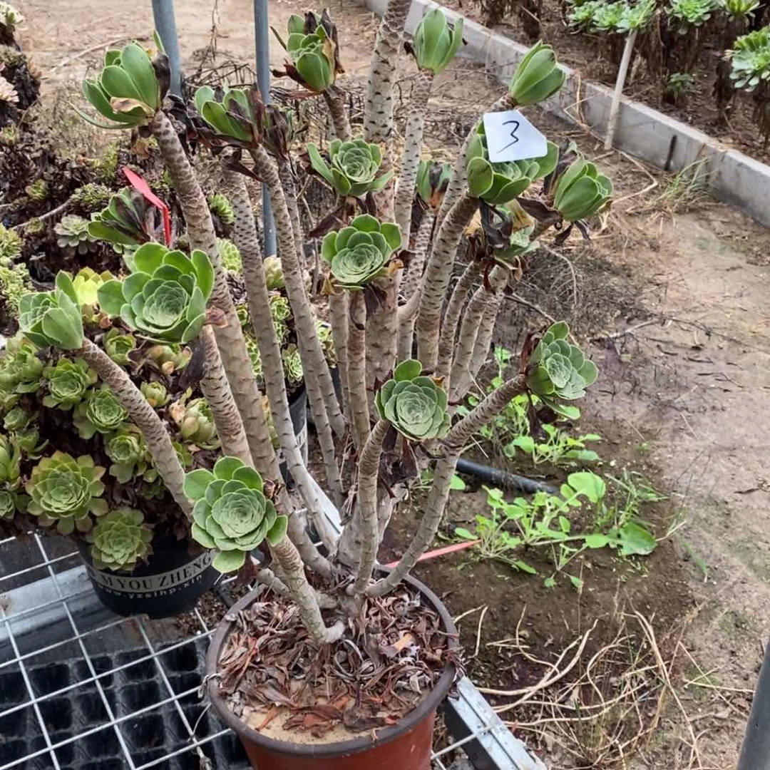 贪*豆多肉植物组合拼盘3