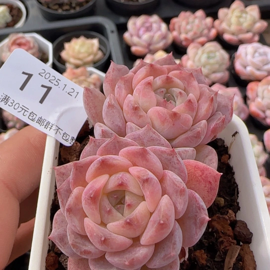 冰魄双头老桩一颗脱土