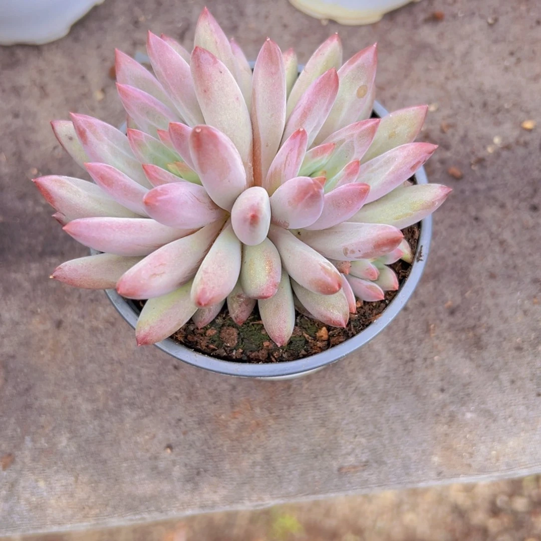 小*柒多肉植物111----