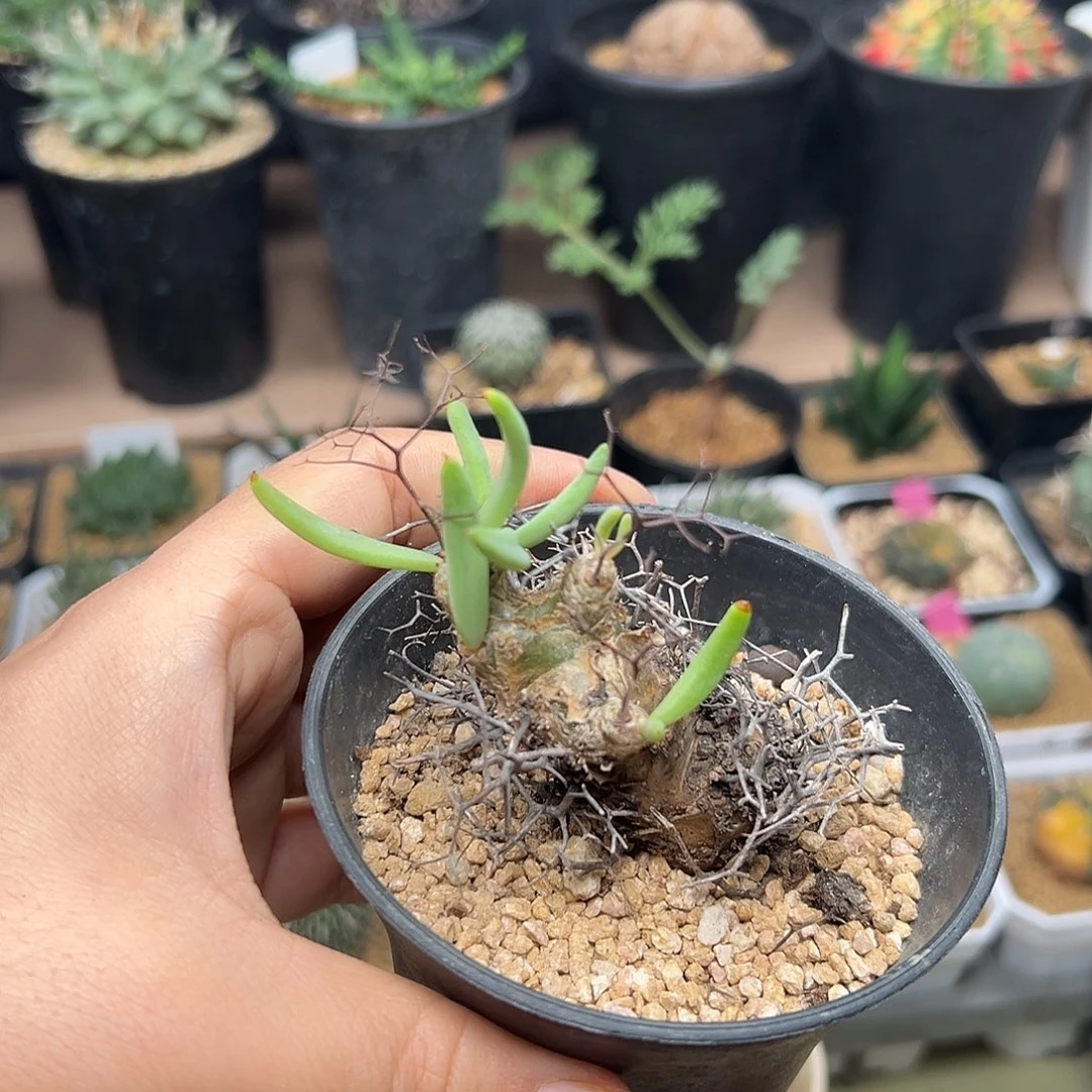 万物想一颗一颗一颗